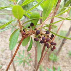 Comarostaphylis