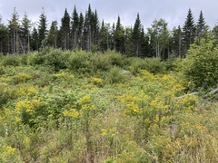 Solidago canadensis