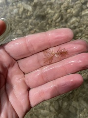 Myriophyllum sibiricum