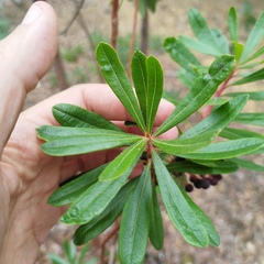 Comarostaphylis