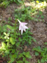 Zephyranthes chlorosolen