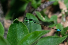 Ischnura graellsii