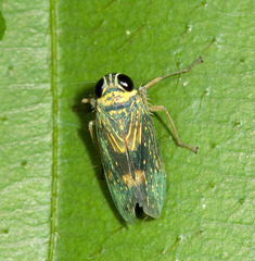 Coelidiinae