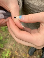 Chilocorus renipustulatus