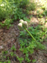 Zephyranthes chlorosolen