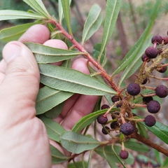 Comarostaphylis