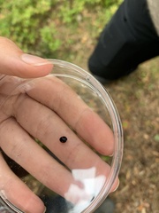 Chilocorus renipustulatus