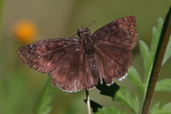 Erynnis funeralis