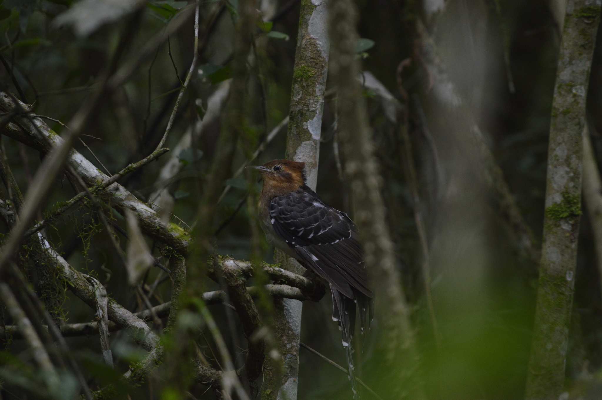 Pavonine Cuckoo (Dromococcyx pavoninus)
