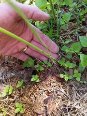 Zephyranthes chlorosolen