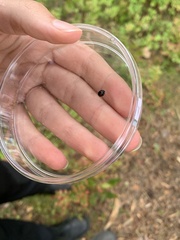 Chilocorus renipustulatus