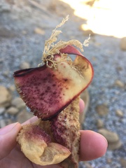 Chondracanthus exasperatus