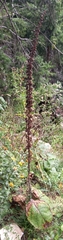 Verbascum alpinum