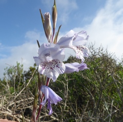 Gladiolus caeruleus