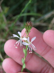 Oenothera hexandra