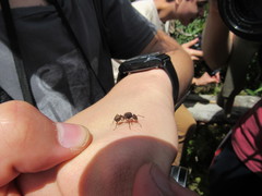 Acromyrmex coronatus