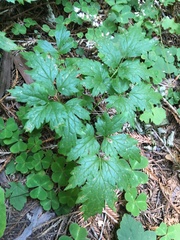 Actaea