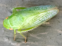 Gyponana