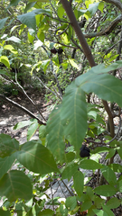 Ungnadia speciosa