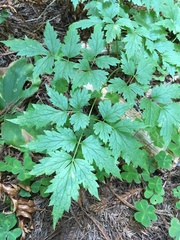 Actaea