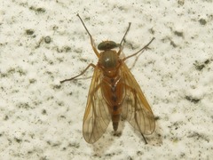 Rhagio tringarius