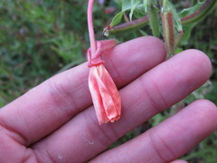 Oenothera pubescens