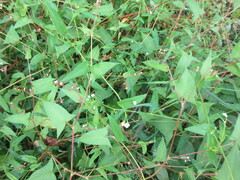 Persicaria arifolia