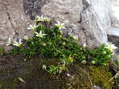 Moehringia ciliata