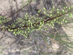 Artemisia campestris caudata