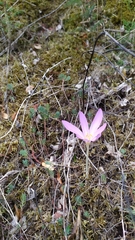 Colchicum autumnale