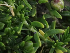 Moehringia ciliata