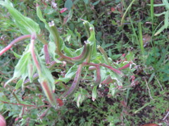 Oenothera pubescens