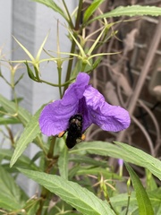 Bombus pensylvanicus