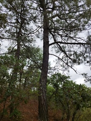 Pinus teocote