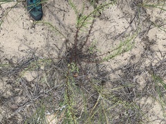 Artemisia campestris caudata