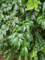Vaccinium ovatum