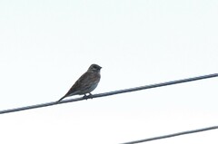 Emberiza citrinella × leucocephalos