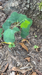Passiflora lutea