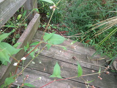 Persicaria arifolia