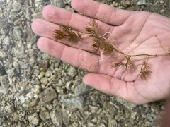 Ranunculus trichophyllus