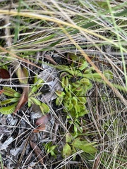 Dionaea muscipula