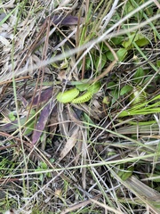 Dionaea muscipula