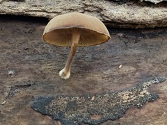 Simocybe centunculus