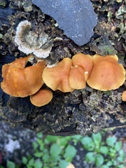 Flammulaster erinaceellus