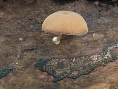 Simocybe centunculus