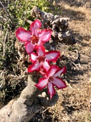 Adenium multiflorum