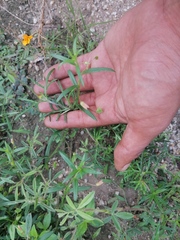 Melampodium linearilobum