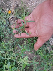 Melampodium linearilobum