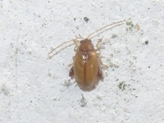 Longitarsus jacobaeae