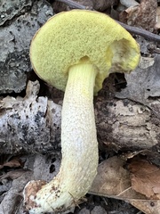 Hemileccinum